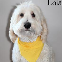 Lola - Goldendoodle