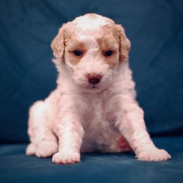 Poodle Puppies from Reuter Clan Poodles