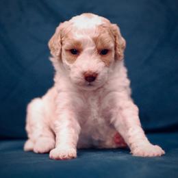 Poodle Puppies from Reuter Clan Poodles