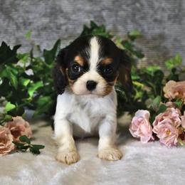 Janelle - Tri-color female Cavalier King Charles Spaniel puppy in San Jose, California from Alpine Breeze Cavaliers