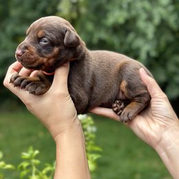 Brown girl - orange color - Red and rust female Doberman Pinscher puppy in Old Bridge, New Jersey from Wizard Ost Revolution kennel