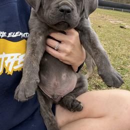 Brown - Gray brindle male Cane Corso puppy in Opelousas, Louisiana from Azelees Cane Corso