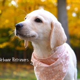 Labrador Retriever Puppies from Urbane Retrievers