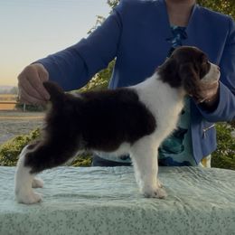 Poison Ivy - Liver and white female English Springer Spaniel puppy in Scio, Oregon from Starlet Springers