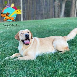 Papaya - Labrador Retriever