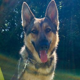 Julep - German Shepherd