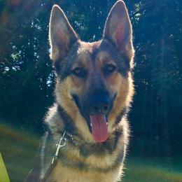 Julep - German Shepherd