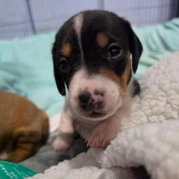 Panda - Piebald male Dachshund puppy in San Antonio, Texas from Little Paws Doxies