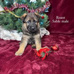Roast - Sable male German Shepherd puppy in New Cambria, Missouri from Des Hausraben Shepherds