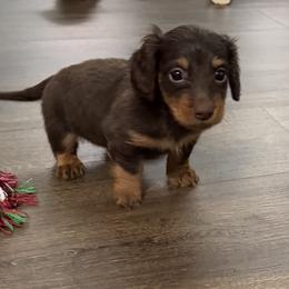 Dachshund Puppies from Johnson’s Weiner Farm