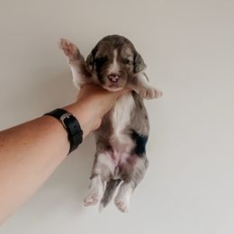 Duchy - Blue merle and white female Sheepadoodle puppy in Wabash, Indiana from DOODCompany