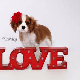 Border Collie and Cavalier King Charles Spaniel Puppies from Casa De Cavaliers