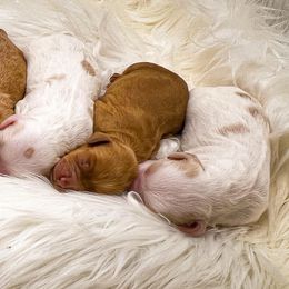 Australian Labradoodle puppies from Jellybelly Australian Labradoodles