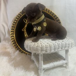 NERO - Chocolate male Chihuahua puppy in Polo, Missouri from Blue Tails Farm