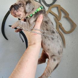 Green Collar - Merle male Great Dane puppy in Alton, Illinois from Show Me Great Danes and Basset Hounds