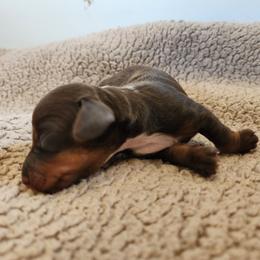 Chase- CKC Registration - Chocolate and tan male Dachshund puppy in East Bend, North Carolina from Yadkin Valley Dachshunds