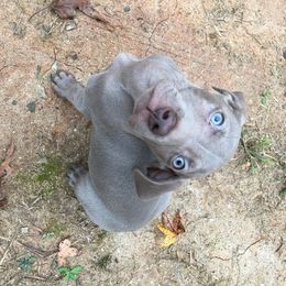 Weimaraner Puppies from North Georgia Weims