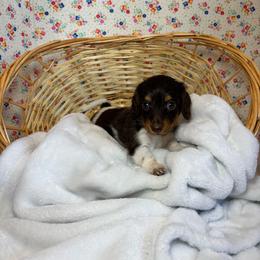 Claire - Piebald female Dachshund puppy in Mountain Grove, Missouri from Happy Hounds