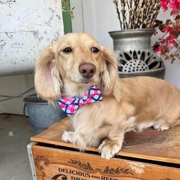 Poppy - Dachshund