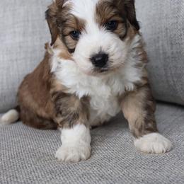 Aussiedoodle and Poodle Puppies from Lolo’s Aussiedoodle