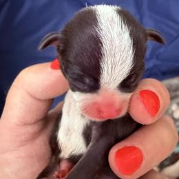 Boy 1 - male Chihuahua puppy in Massachusetts, Massachusetts from Boston Chi Chis