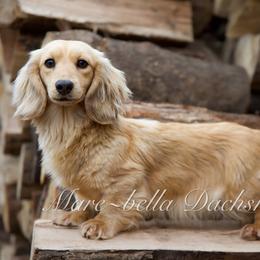 Josie Girl - Dachshund