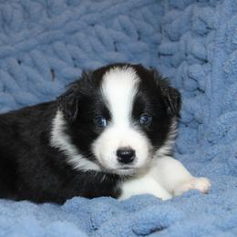 Australian Shepherd Puppies from Crofford’s Pretty Pups