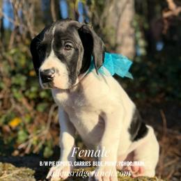 Black and White Pie (spots) - Black and white female Great Dane puppy in Greenville, South Carolina from Allen’s Ridge Ranch