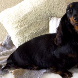 Charlene - Dachshund