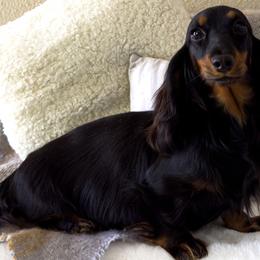 Charlene - Dachshund