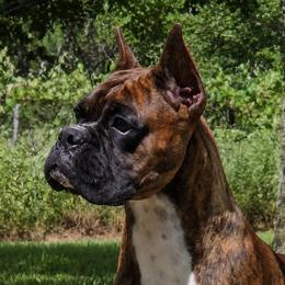 Boxer puppies from Quinney’s Boxers and Boston Terriers