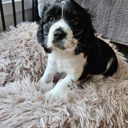 Archie(Brown) AKC - Black white and tan male Cocker Spaniel puppy in Midlothian, Virginia from Swift Creek Cocker Spaniels