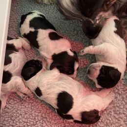 English Cocker Spaniels from Mary Barrett