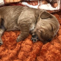 Blue - Apricot male Goldendoodle puppy in Medina, Ohio from Farmer Doodles