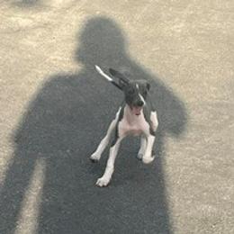 Angel (Ann) - White and blue female Italian Greyhound puppy in Brooksville, Florida from Fisher Link