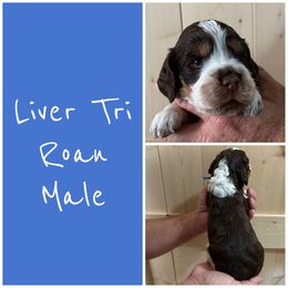 Blue - Tri-Roan male English Springer Spaniel puppy in Godley, Texas from Legacy Springer Spaniels