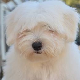 Biewer Terriers, Cotons de Tulear, Havanese, and Pugs from Liberty Show Dogs