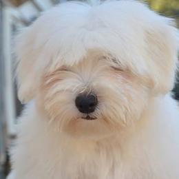 Biewer Terriers, Cotons de Tulear, Havanese, and Pugs from Liberty Show Dogs