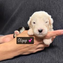 Olipop - Gray and white female Old English Sheepdog puppy in Bristol, Indiana from Ridgeruns OES