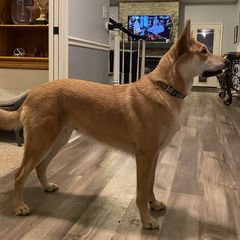 Myka - Chinook