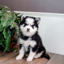 Pomsky Puppies from Arctic Star Pomskies