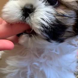 Skelly - Black gold and white male Shih Tzu puppy in Conway, Missouri from Stevens’ Hidden Acres