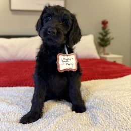 Morticia Adams - Black female Labradoodle puppy in Adams, Nebraska from Boxcar Doodles and Poodles