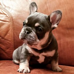 French Bulldogs from Ross Family Frenchies