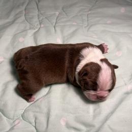Red Male 1 - Red male Boston Terrier puppy in Westville, Florida from Classic Boston Terriers