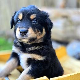 Australian Shepherd Puppies from Steady Aim Aussies