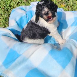 Poodle Puppies from C&K's Poodle Patch