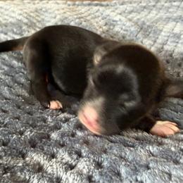 Henry - Black tri male Miniature American Shepherd puppy in Milton Freewater, Oregon from Sparkling Cross Toy & Mini Aussies
