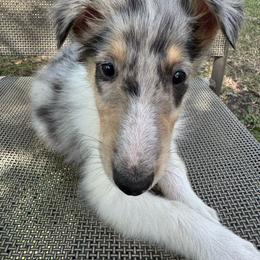TINKER - Blue merle female Collie puppy in Yukon, Oklahoma from ColliesOklahoma