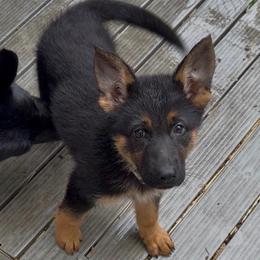 Blk-tan female - Black and tan female German Shepherd puppy in Hollis Center, Maine from Noble German Shepherds of Maine